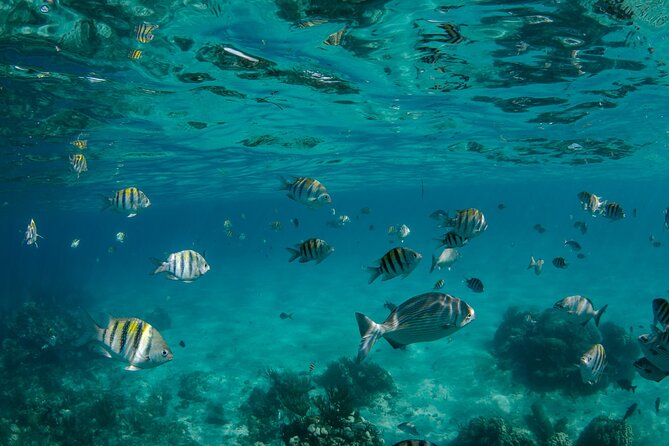 3 Hour Private Charter on Stingray City with Snorkeling - Starfish Point Offers a Slower Change of Pace