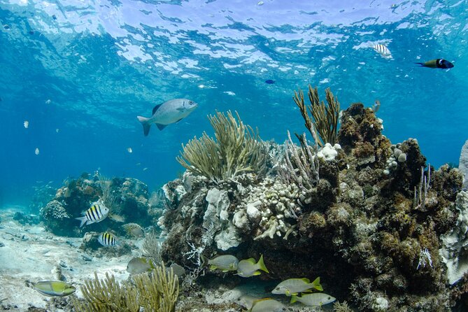 3 Hour Private Charter on Stingray City with Snorkeling - What $750 Means for Your Group