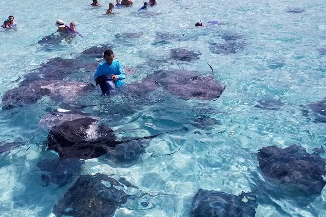3 Stop Boat Tour Stingray City Coral Gardens and Starfish Point - Why this three-stop trip works so well