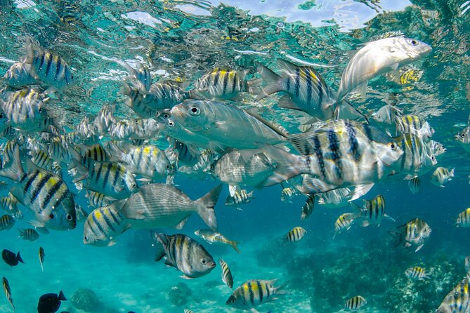 4 hour Private Boat charter to Stingray City, Snorkeling and More - Mangroves, Rum Point, and the value of choosing your route