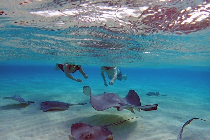 4-Stop Stingray, Snorkel, Star Fish & 7 Mile Beach (Family Owned) - Key things to know before you book