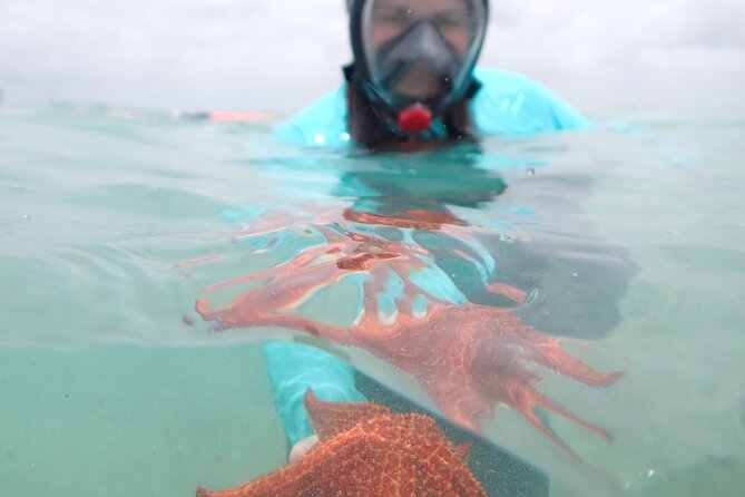 4-Stop Stingray, Snorkel, Star Fish & 7 Mile Beach (Family Owned) - Why Stingray City is worth the trip