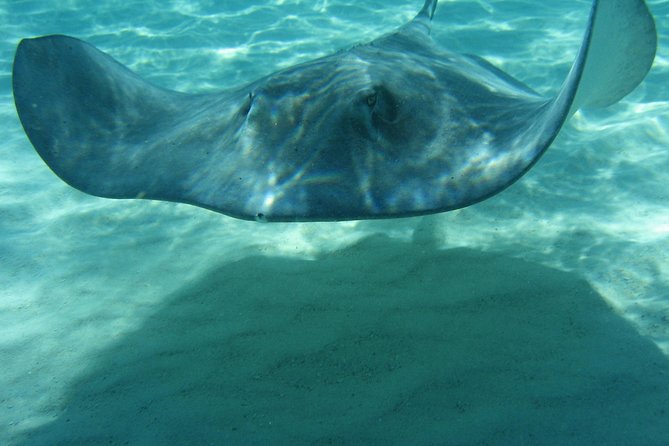 4-Stop Stingray, Snorkel, Star Fish & 7 Mile Beach (Family Owned) - Coral Gardens or the Barrier Reef for snorkeling