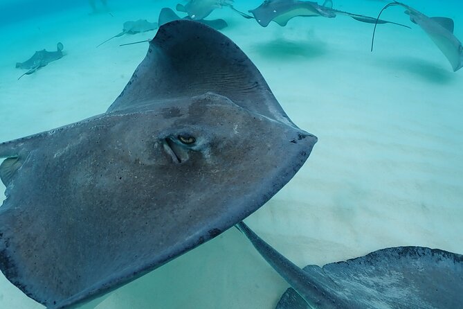 4-Stop Stingray, Snorkel, Star Fish & 7 Mile Beach (Family Owned) - How the family-run crew shapes the day