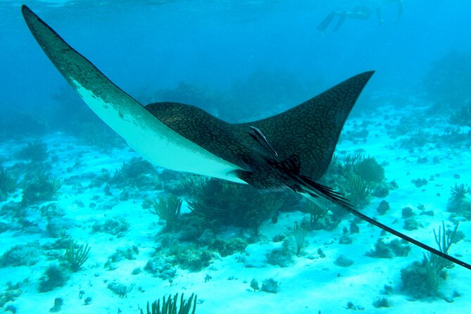 4 Stops Tour: Stingray, Snorkeling, Starfish & 7 Mile Beach - Four things worth knowing before you book