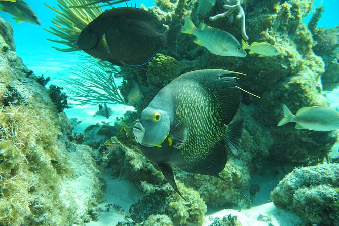 4 Stops Tour: Stingray, Snorkeling, Starfish & 7 Mile Beach - A slower pause at Starfish Point