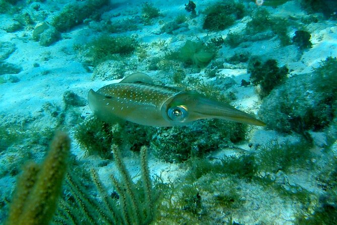 4 Stops Tour: Stingray, Snorkeling, Starfish & 7 Mile Beach - Snorkeling at Coral Gardens