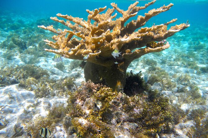 4 Stops Tour: Stingray, Snorkeling, Starfish & 7 Mile Beach - Finishing at Seven Mile Beach