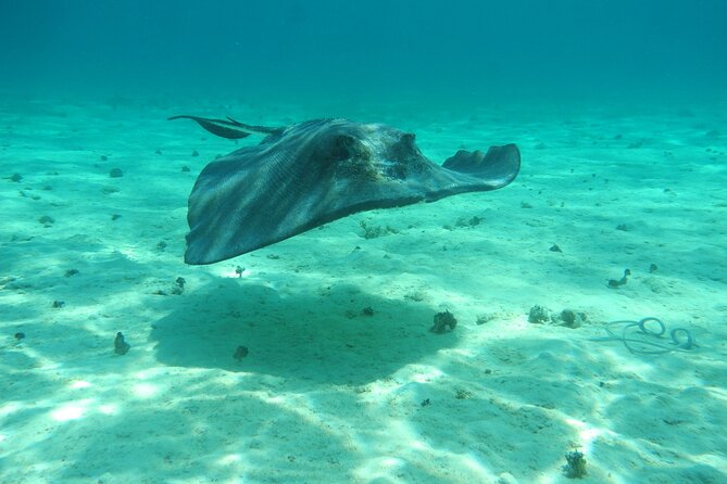 4 Stops Tour: Stingray, Snorkeling, Starfish & 7 Mile Beach - What the $60 price really covers