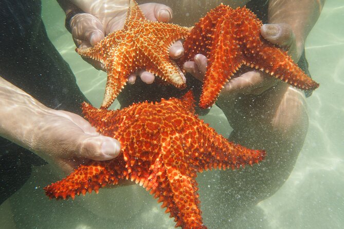 4 Stops Tour: Stingray, Snorkeling, Starfish & 7 Mile Beach - Who should choose this excursion