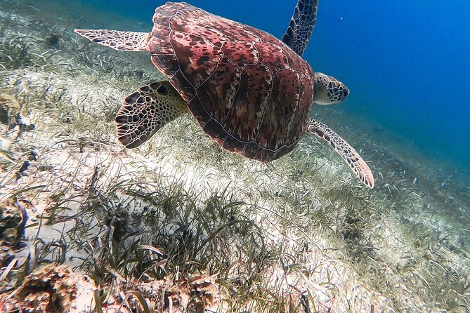 Acquarius Stingray City and Snorkel Tours - Stingray City: the main event