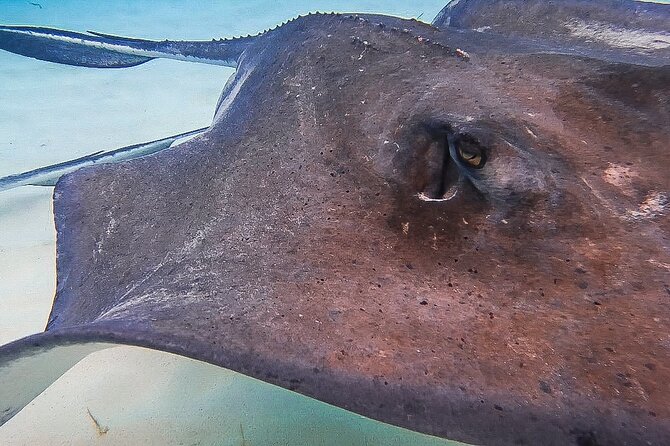Acquarius Stingray City and Snorkel Tours - Starfish Point and the final stop