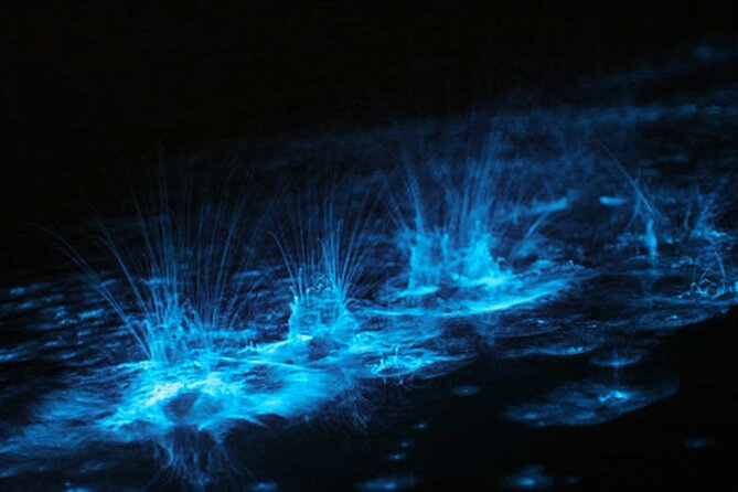 Bioluminescent Bay Adventure in Grand Cayman - Why the glowing bay is worth considering