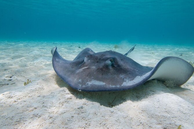 Cayman 3 in 1 Combo: Starfish Point, Stingrays and Reefs - Snorkeling at Coral Gardens