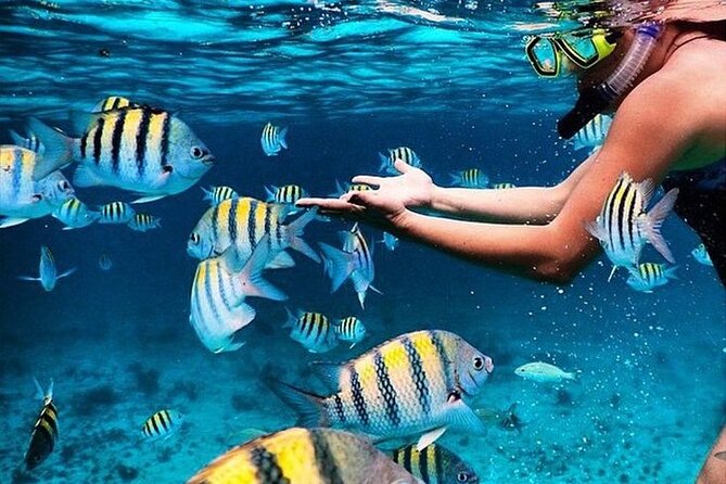 Cayman 3 in 1 Combo: Starfish Point, Stingrays and Reefs - What the $107.10 price covers