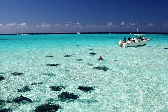 Cayman 3 in 1 Combo: Starfish Point, Stingrays and Reefs - Meeting the southern stingrays at Stingray City