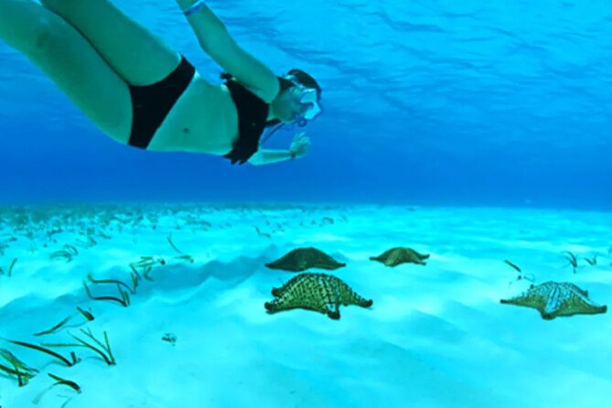 Cayman Adventure: Starfish Point, Stingray City and Coral Gardens - What Makes This Cayman Excursion Worth Considering