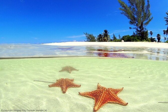 Cayman Adventure: Starfish Point, Stingray City and Coral Gardens - Who Will Enjoy This Tour Most