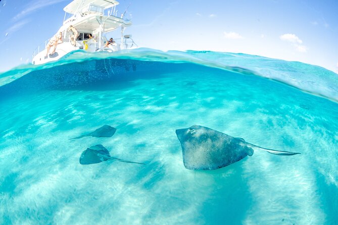 Cayman Adventure: Starfish Point, Stingray City and Coral Gardens - Coral Gardens: Forty Minutes With Reef Fish