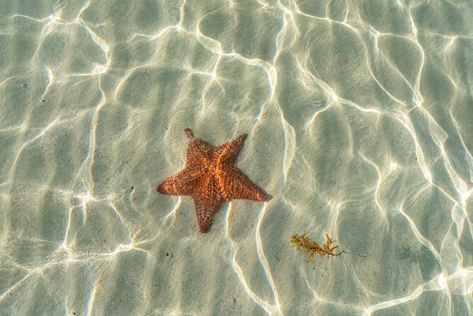 Cayman Adventure Stingrays Starfish plus Crystal Caves - Stingray City in five feet of water