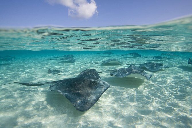 Cayman Combo Tour: Starfish Point, Stingray City & Coral Gardens - Meeting the boat near the cruise port