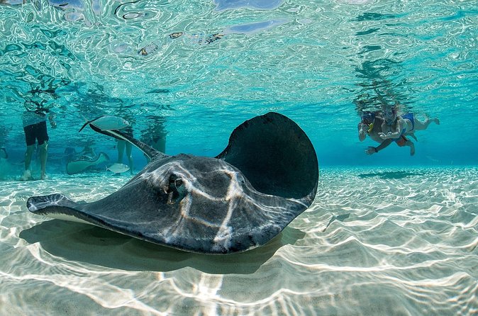 Cayman Combo Tour: Stingrays, Starfish Point and Crystal Caves - The transfer problem you should understand