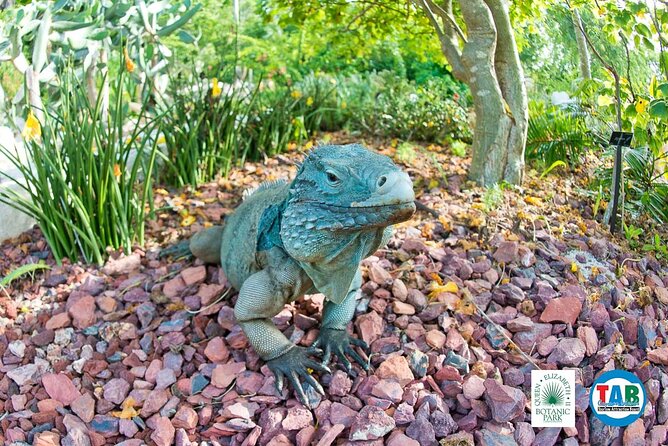 Cayman Crystal Caves & Pedro St James Castle or Botanical Garden - Transport, Cruise Timing, and Pickup