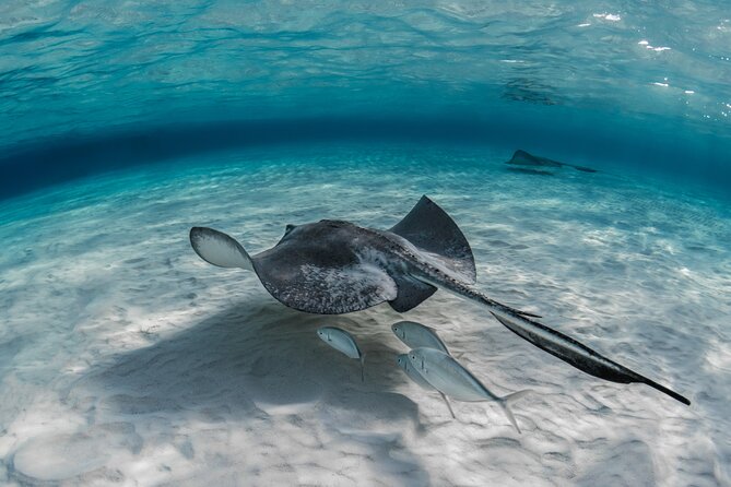 Cayman Ultimate Tour: Stingray City, Snorkeling & Beach Lunch - Starfish Point and a slower half hour