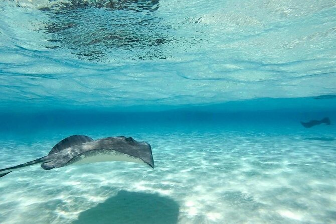 Cayman Ultimate Tour: Stingray City, Snorkeling & Beach Lunch - Is $170.10 a fair price?