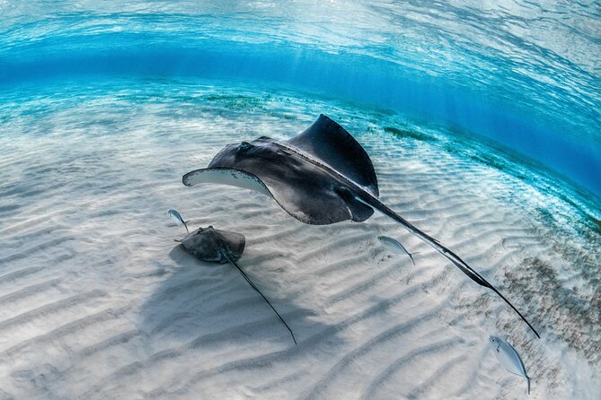 Cayman Ultimate Tour: Stingrays, Starfish Point and Crystal Caves - Cayman Crystal Caves: a cool change below ground