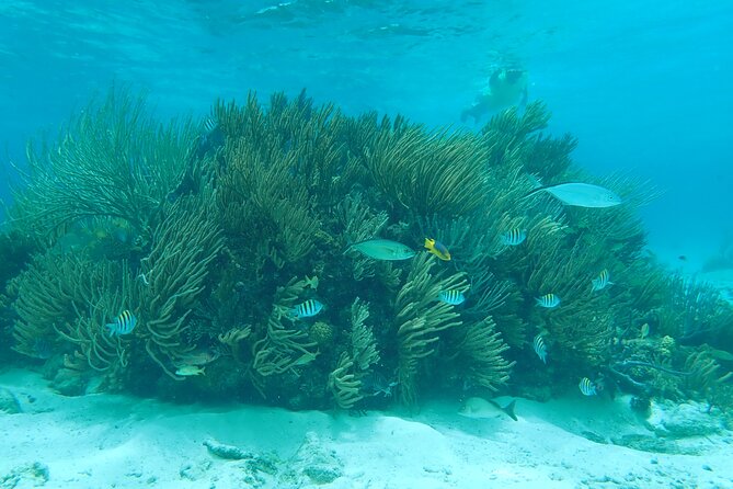 (Family owned) Stingray city sandbar, Starfish Beach & Snorkeling - Quick facts before you book