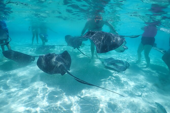 (Family owned) Stingray city sandbar, Starfish Beach & Snorkeling - Starfish Point: a gentle first stop