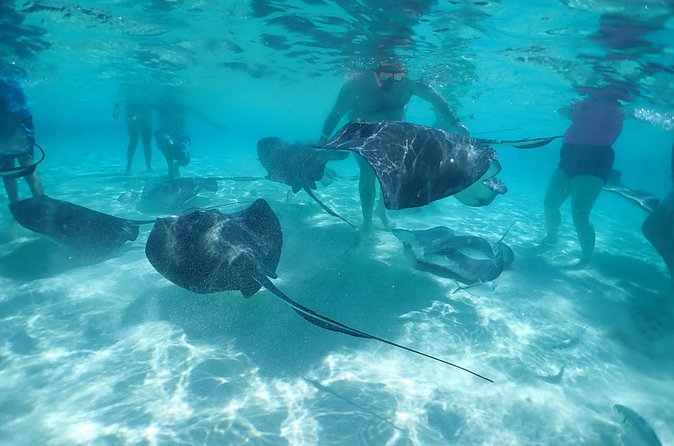 (Family owned) Stingray city sandbar, Starfish Beach & Snorkeling - What the crew does well