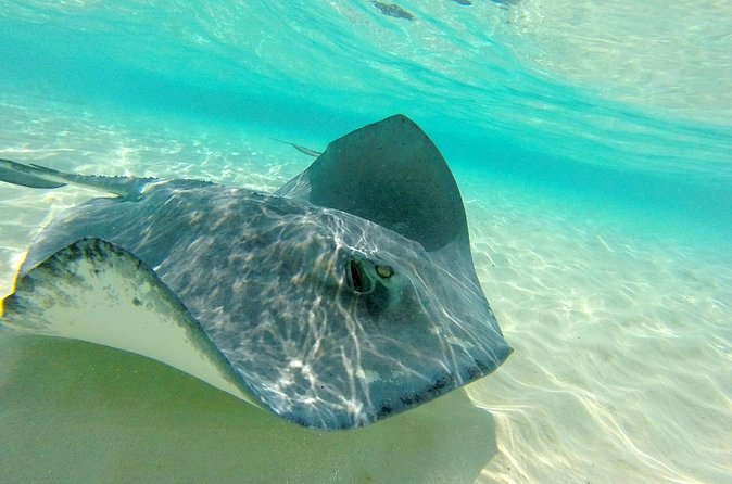 (Family owned) Stingray city sandbar, Starfish Beach & Snorkeling - Photos, drinks, and small extra costs