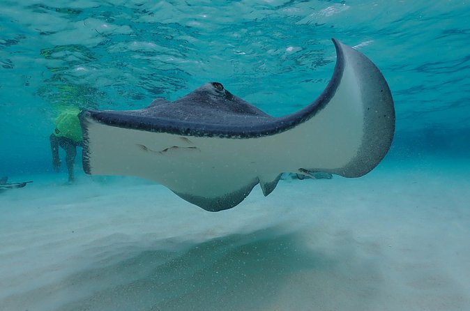 (Family owned) Stingray city sandbar, Starfish Beach & Snorkeling - Is $65 a good value?