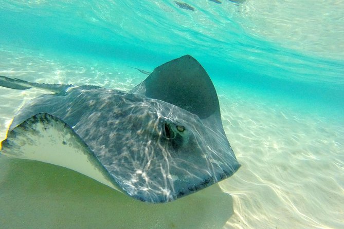 (Family owned) Stingray city sandbar, Starfish Beach & Snorkeling - Stingray City and the famous sandbar