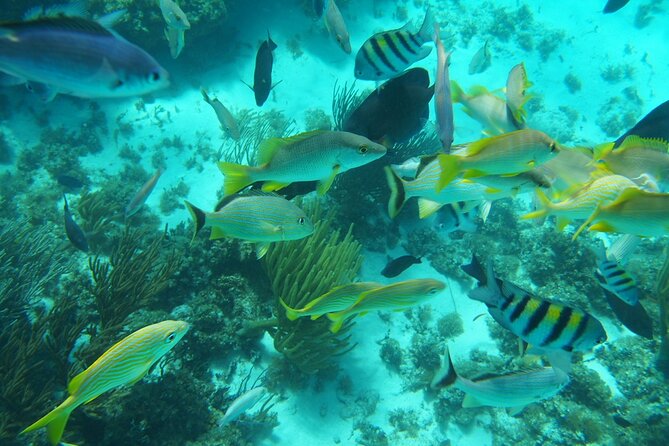 Full-Day Private Stingray City Snorkeling and Starfish Beach Tour - Why This Grand Cayman Boat Trip Works Well