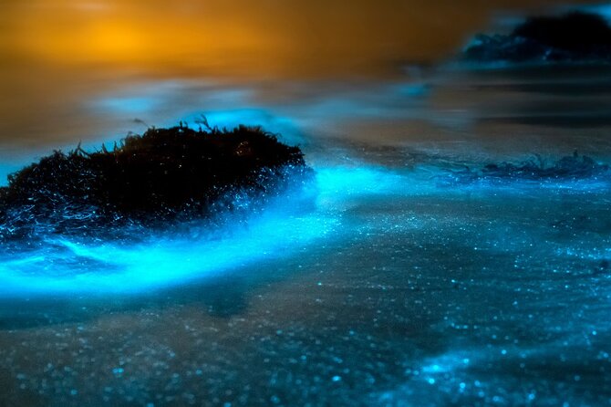 Grand Cayman Bioluminescence Adventure - What the $143.10 price really covers