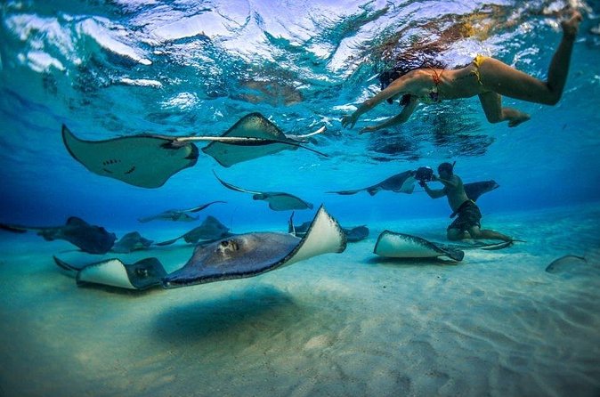 Grand Cayman Reef & Stingray City Snorkeling Adventure - Stop two: an hour at the Barrier Reef or Coral Gardens
