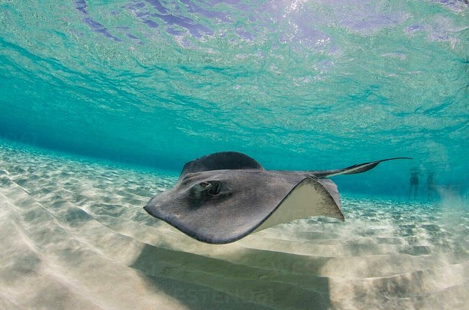 Grand Cayman Stingray City and Reef Snorkeling Combo Tour - Rough seas can change the mood
