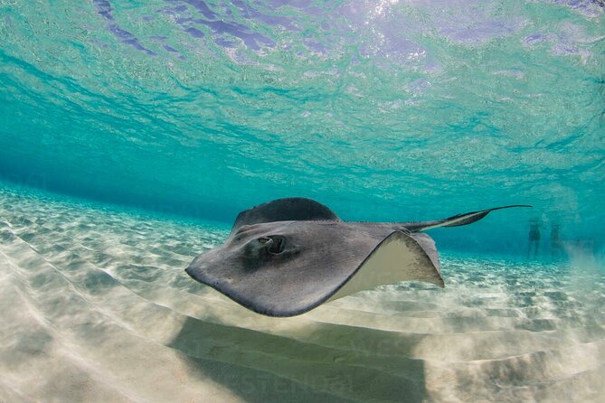Grand Cayman Stingray City and Reef Snorkeling Combo Tour - The reef stop gives the tour a second purpose