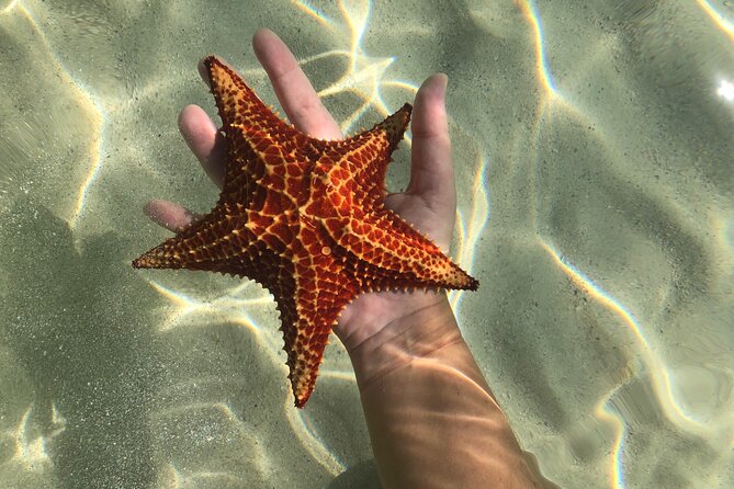 Half Day Private Boat Charter in Grand Cayman - Reef snorkeling with room to set your own pace