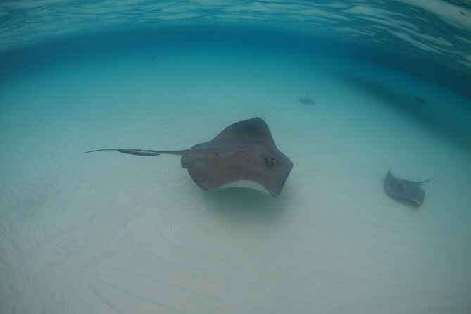 Half-Day Private Stingray City Charter - Grand Cayman - BTC - Coral Gardens in 8 to 10 feet of water