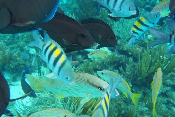 Half-Day Private Stingray City Charter in Cayman Islands - Stop three: snorkeling beside the sandbar