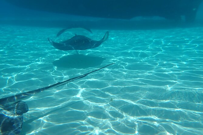 Private Boat Tour in Cayman Islands - Why this private boat trip works well for families