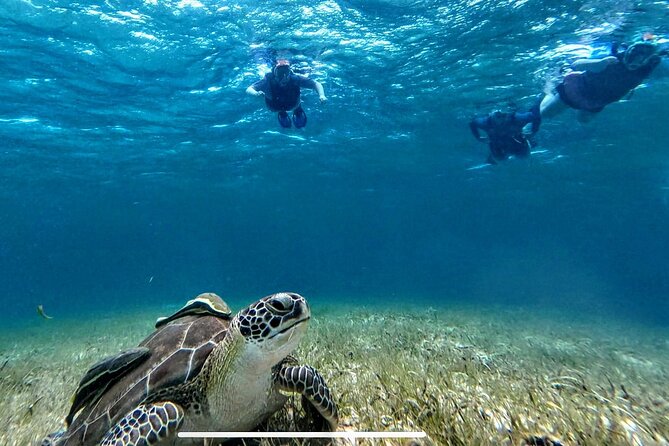 Private Charter 34ft Express Cruiser Stingay City Reef Snorkeling - Starfish Point and the red cushion sea stars