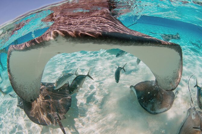 Private Charter Reef fishing, Stingray City, Snorkel, Mangroves - Why this private Cayman charter works so well