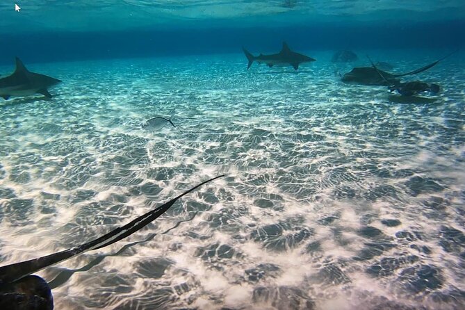 Private Full Day Charter - Stingray City, Starfish Point, Kaibo & Snorkeling - Stingray City puts the animals first