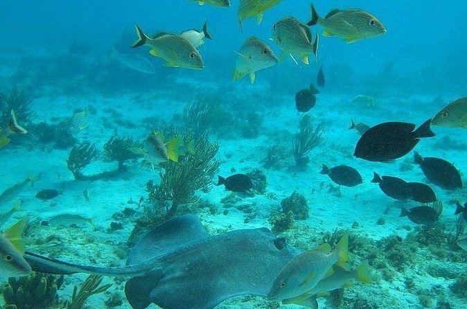 Private Full Day Charter - Stingray City, Starfish Point, Kaibo & Snorkeling - Is $1,400 a fair price?