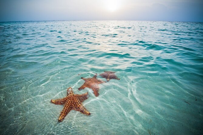 Private Full Day Charter - Stingray City, Starfish Point, Kaibo & Snorkeling - Starfish Point is the quiet change of pace
